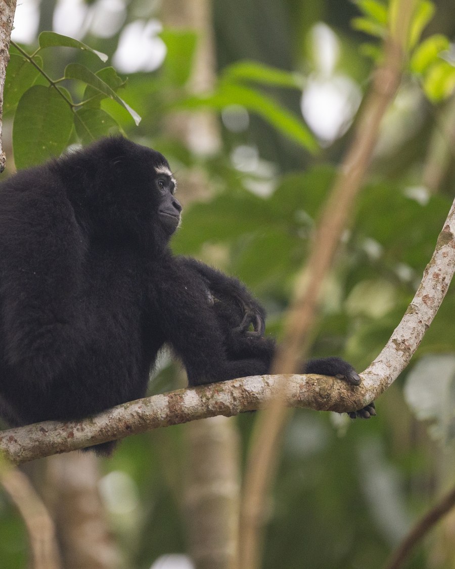 A hoolock gibbon high in the Hoollongapar canopy