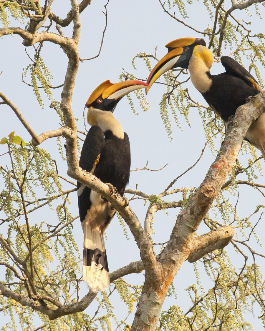 A pair of great hornbills facing each other on a branch