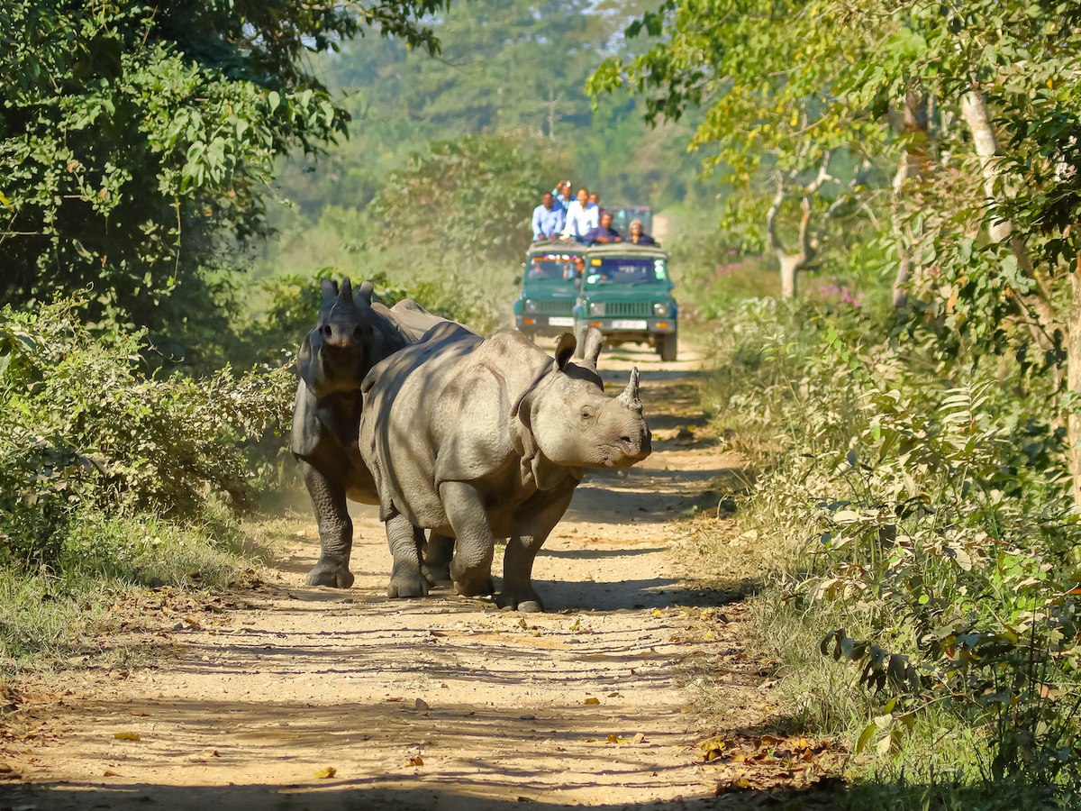 A one-horned rhino on the track ahead of a safari jeep in Kaziranga