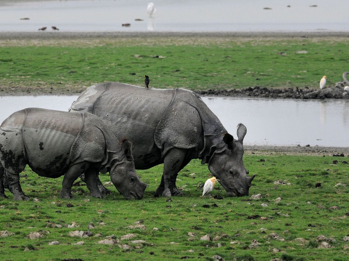 Two one-horned rhinos grazing in the wetlands, egrets in tow