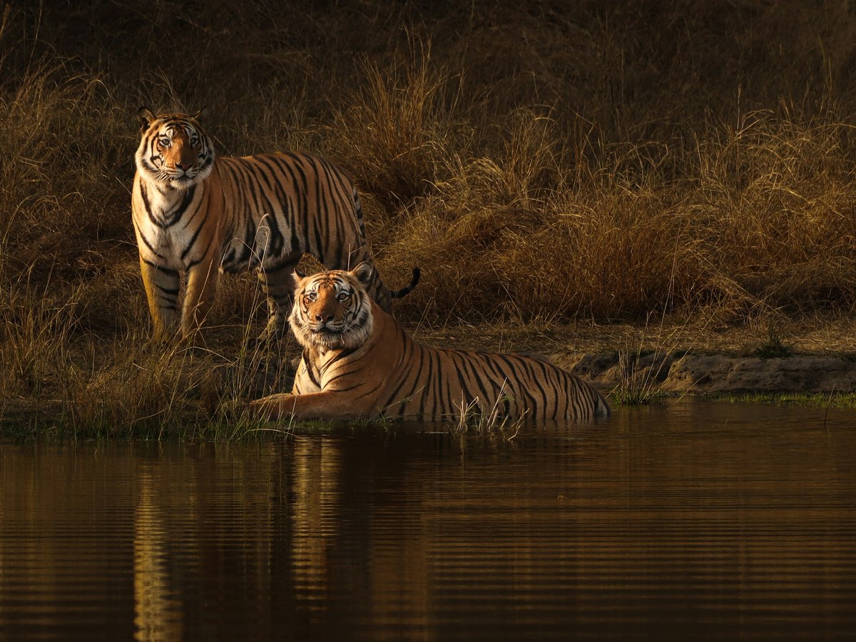 A tigress with her cub at the water's edge in Kaziranga