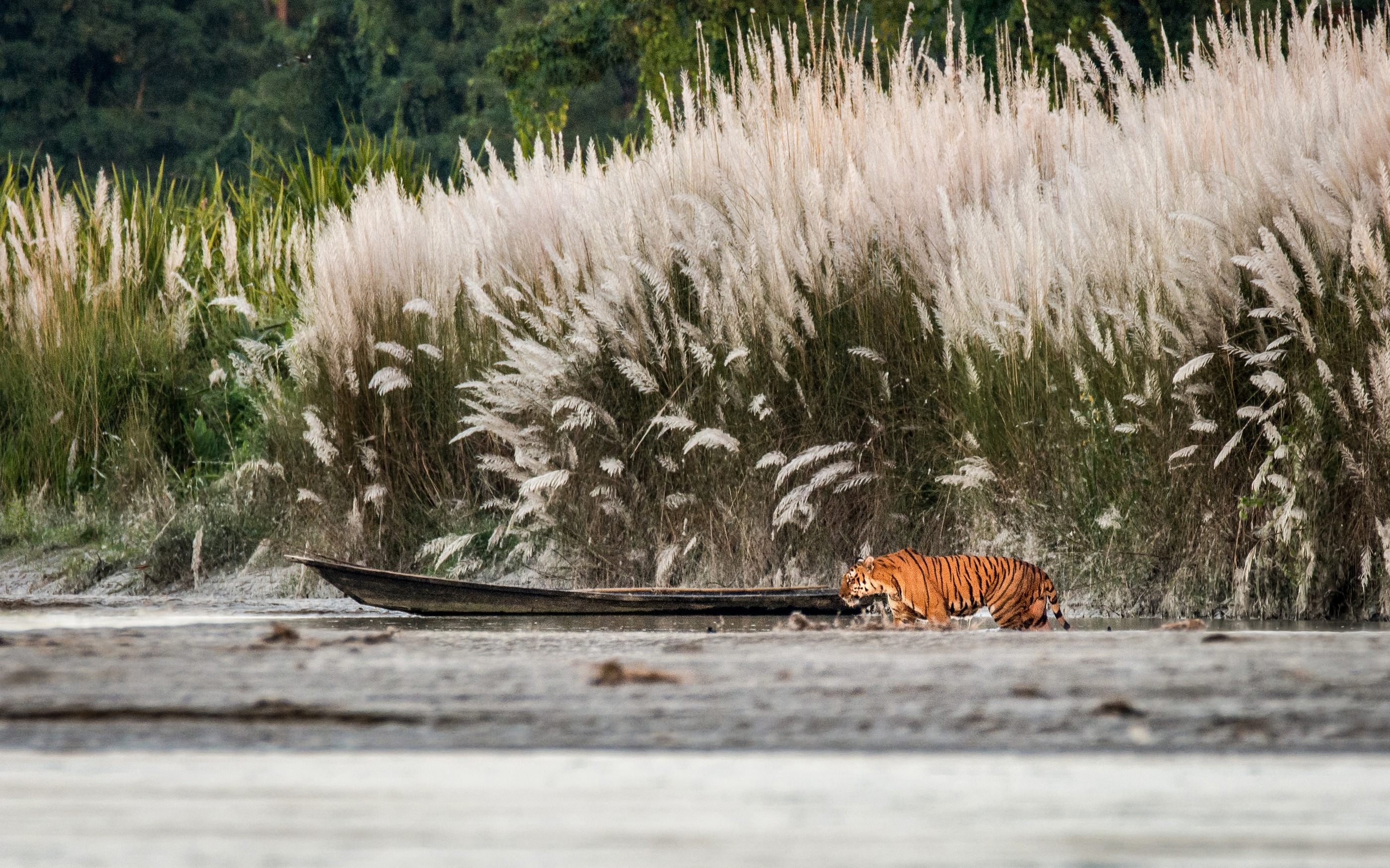 The Great East Himalayan Wildlife Journey