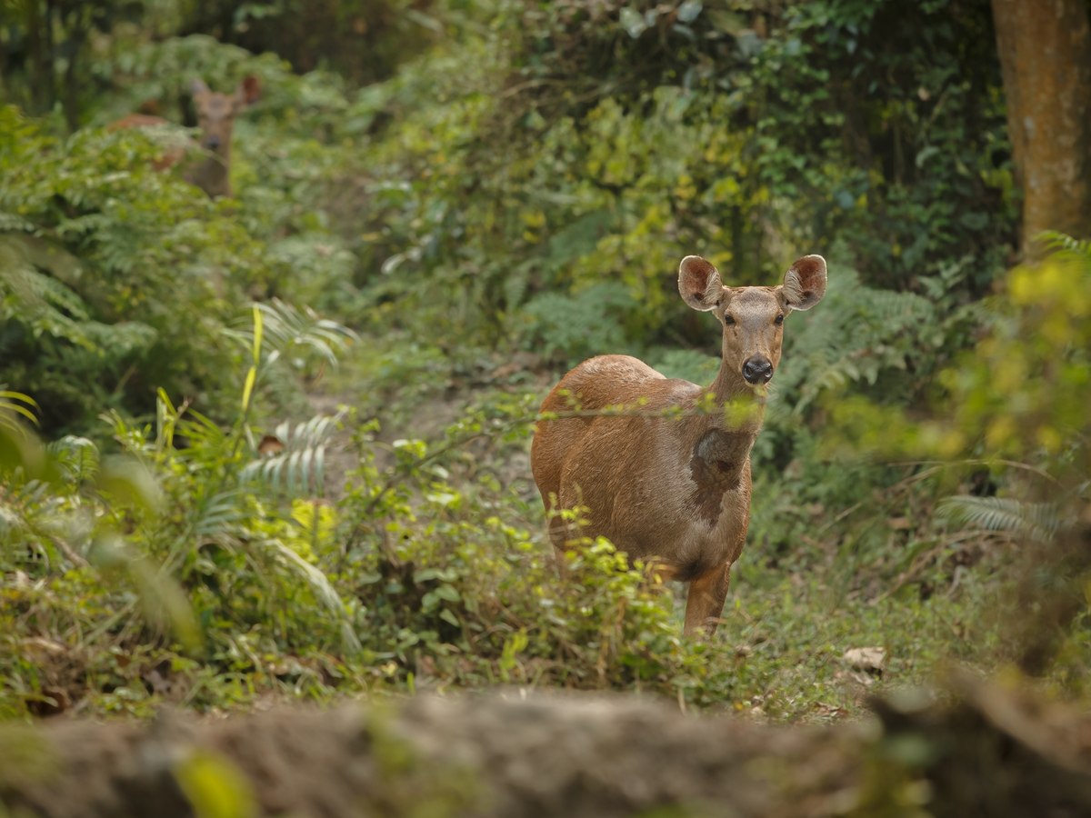 A hog deer in the undergrowth