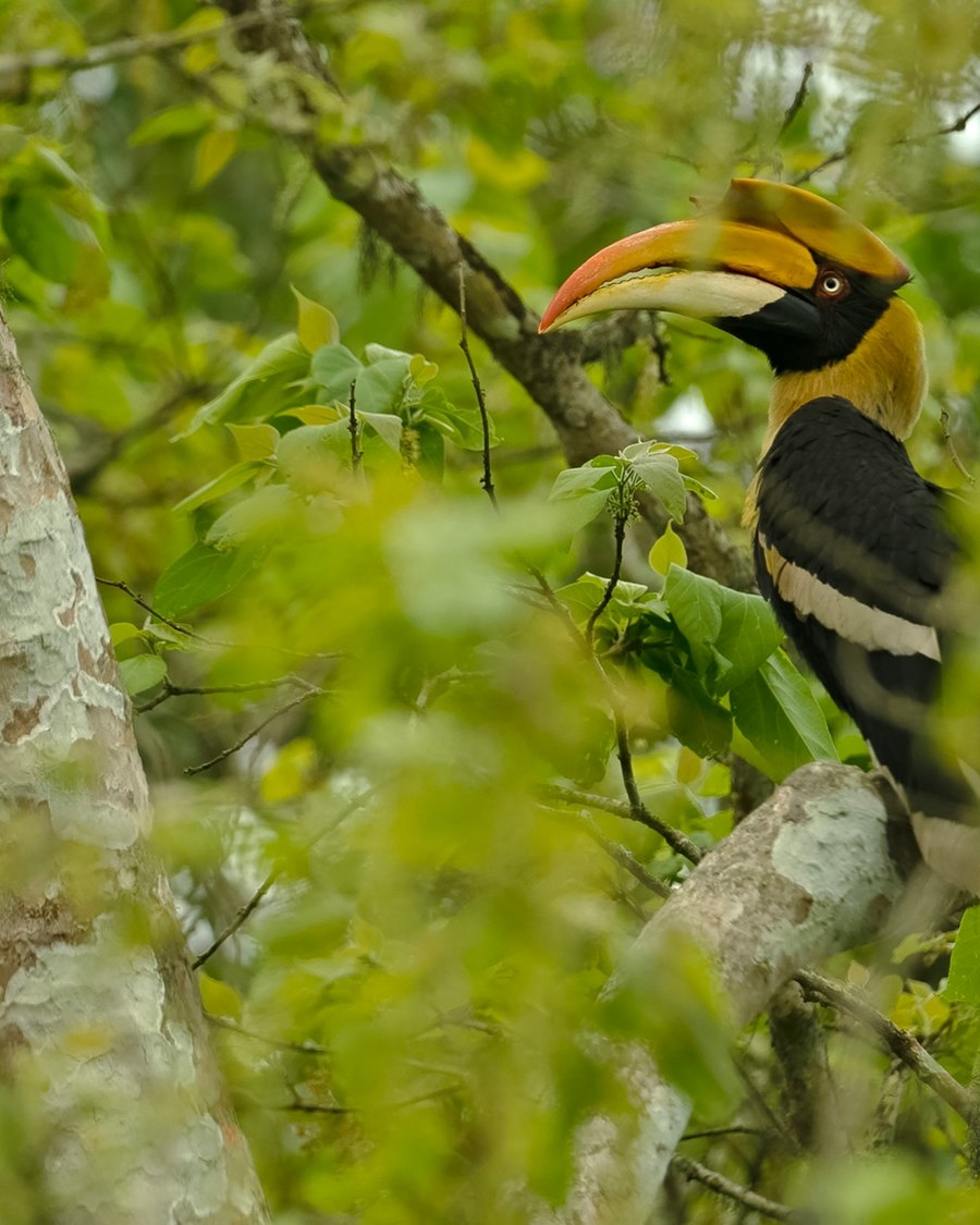 A great hornbill in the canopy