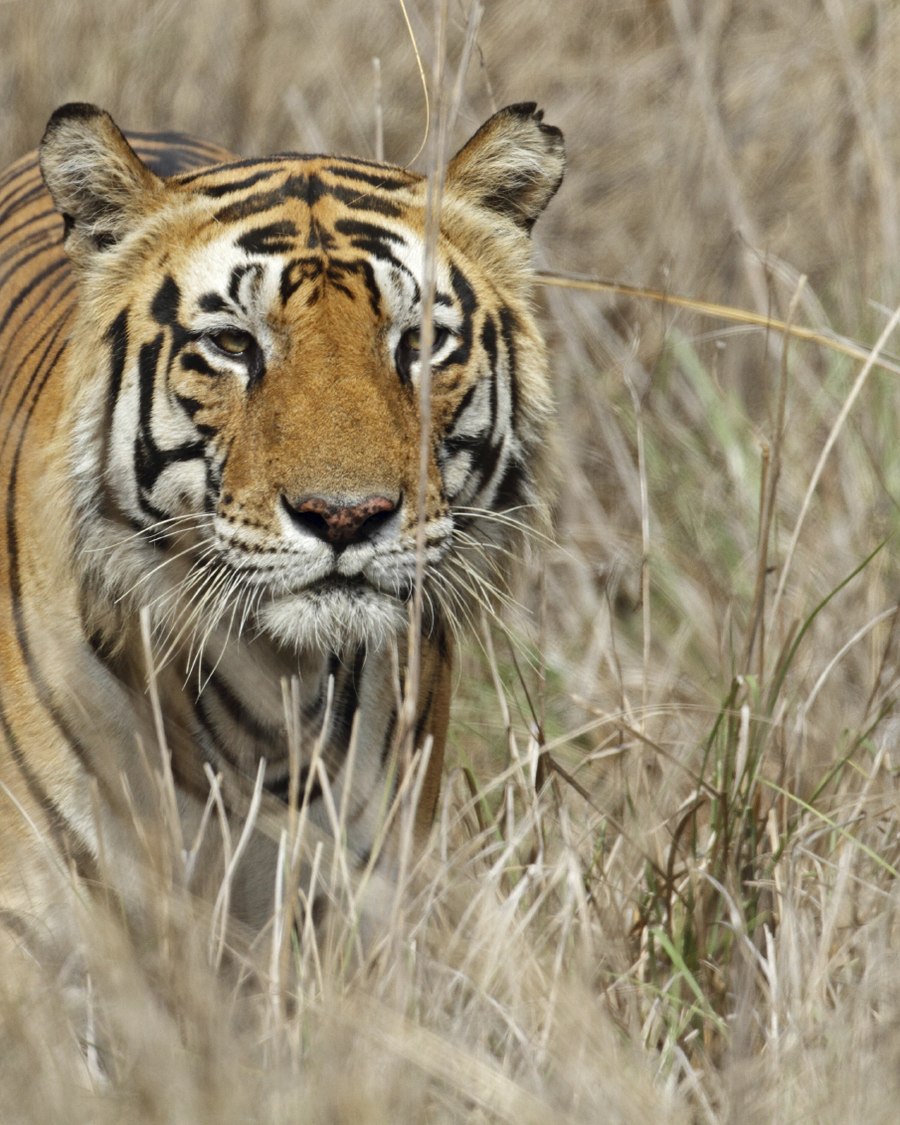 A tiger watching from the tall grass