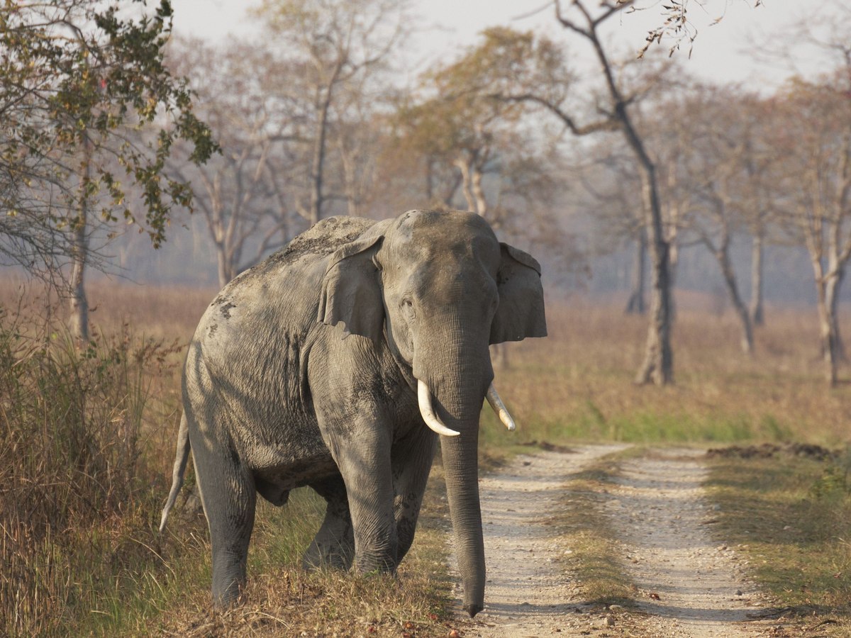 A tusker on the forest track in Kaziranga
