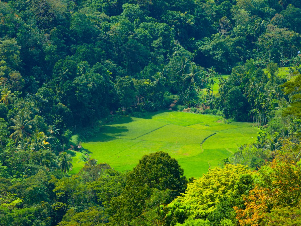 Forested Himalayan foothills above the plains