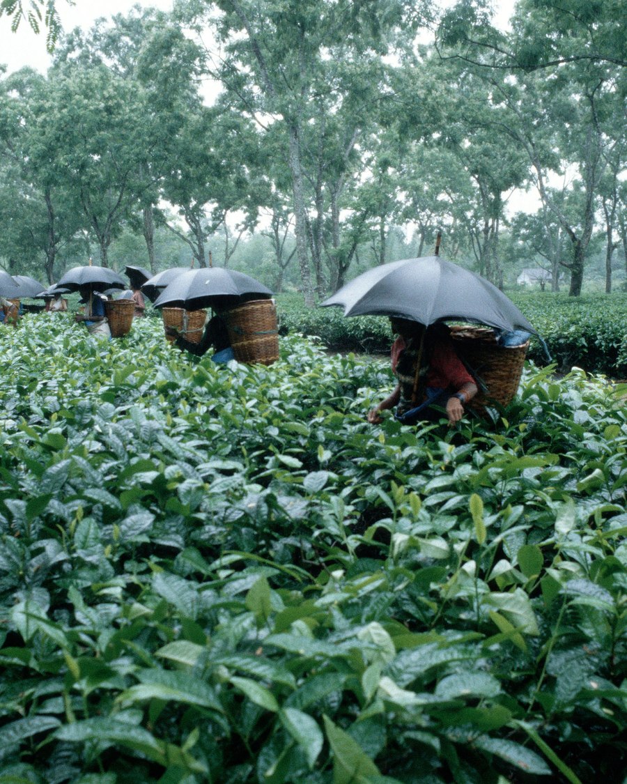 Tea pluckers working the gardens near the park