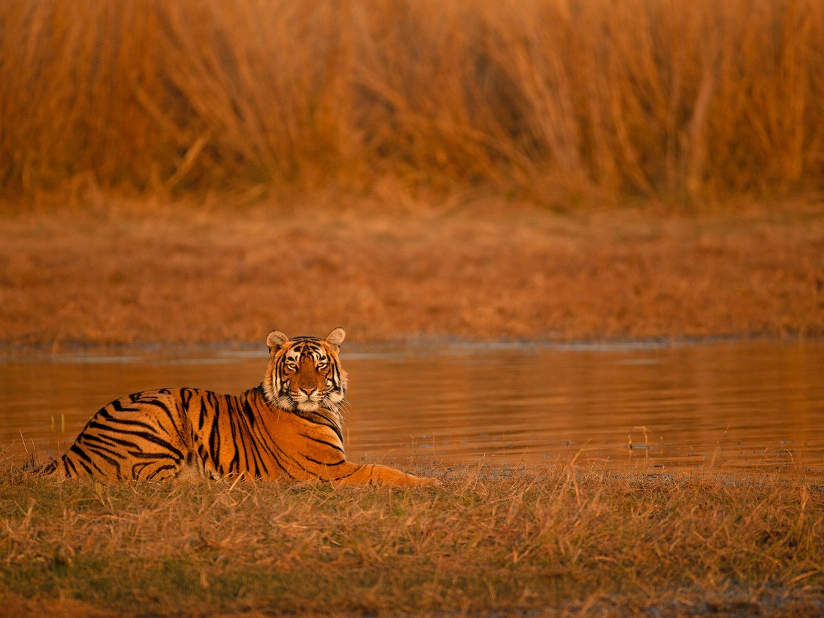 A tiger resting by the water at golden hour