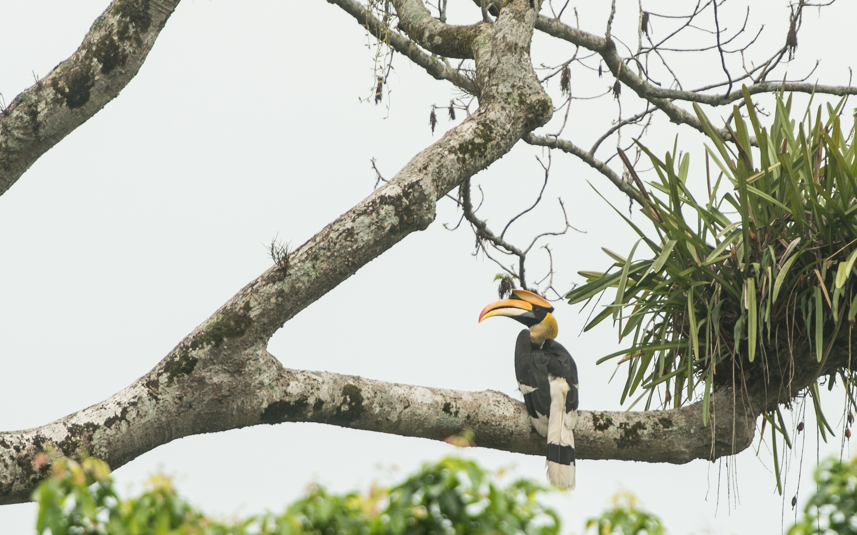 Wildlife Tour of Manas National Park