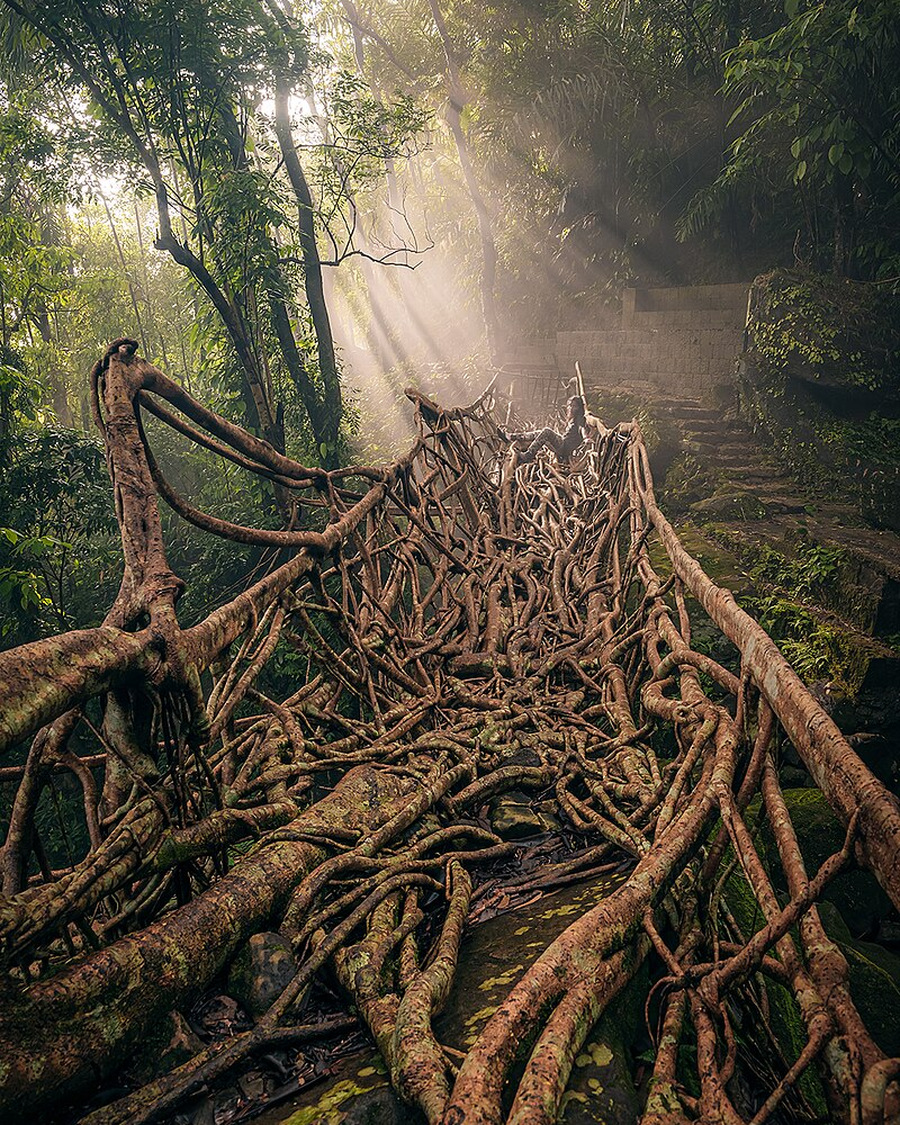 The tangled roots of the Umkar root bridge in morning light
