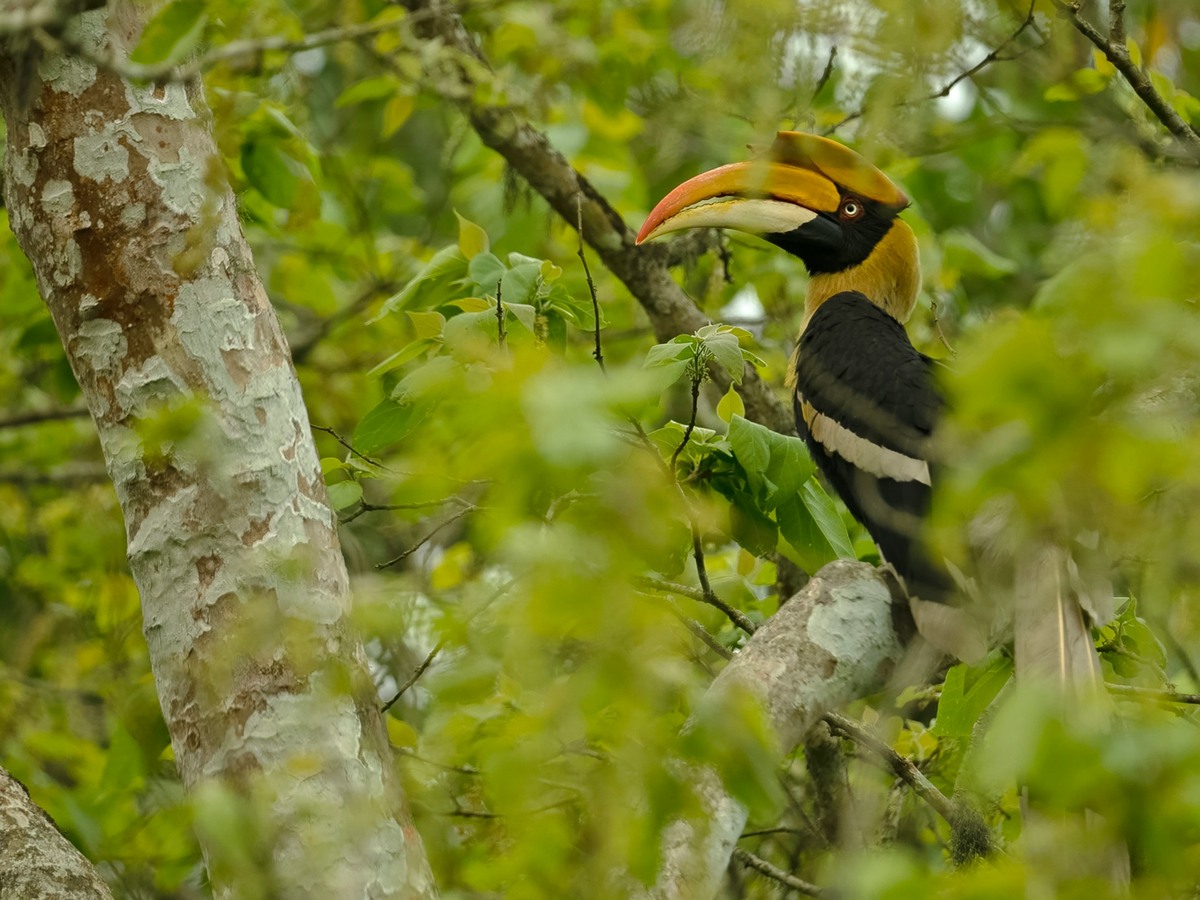 A great hornbill perched in the forest