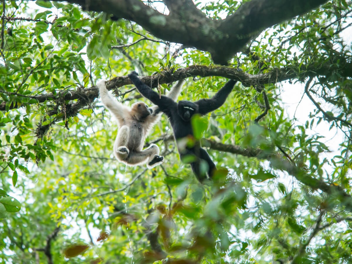 A hoolock gibbon swinging through the rainforest canopy