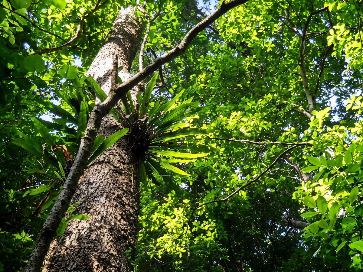 Looking up a tall tree trunk into the green rainforest canopy