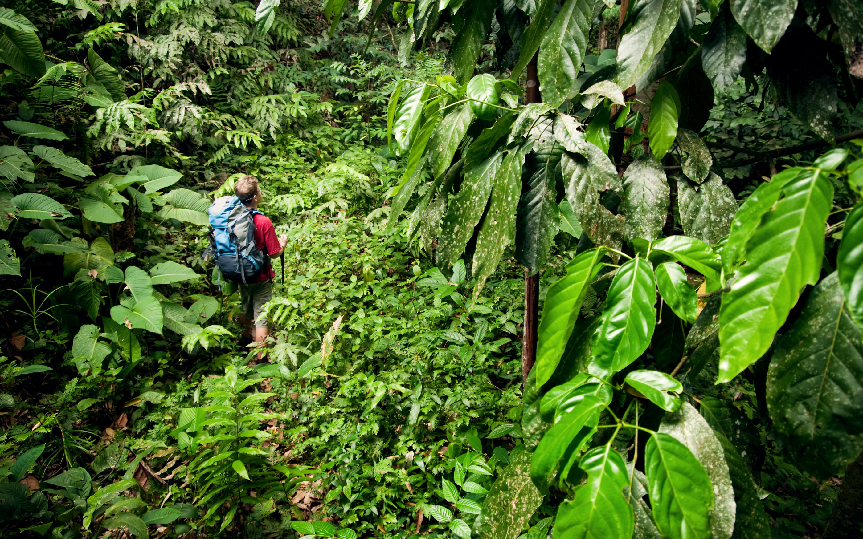 Rainforest Trekking in Northeast India