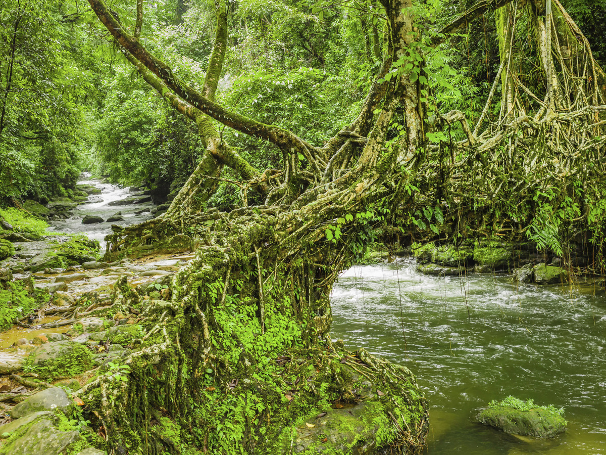 A living root bridge over a stream in dense forest