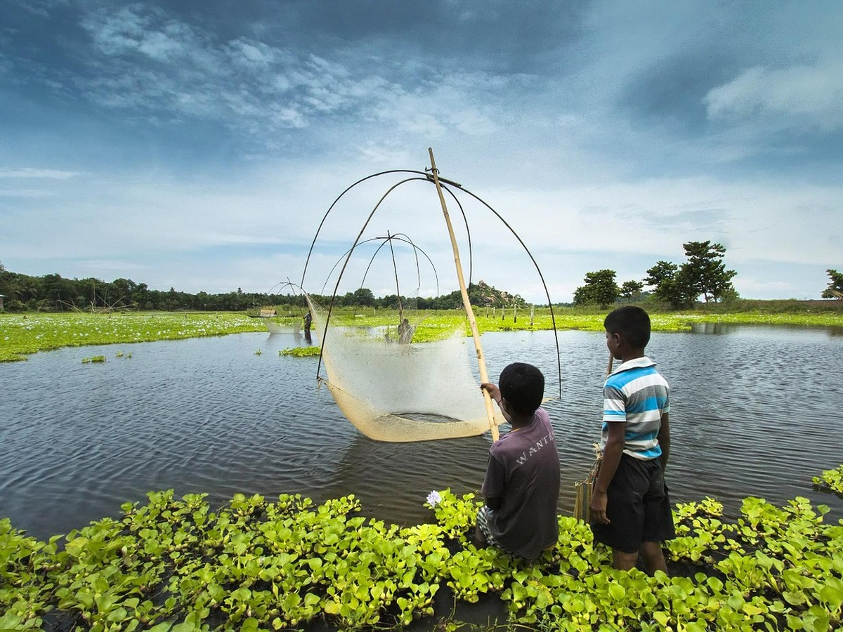 Two boys setting a cane fish trap in a village pond