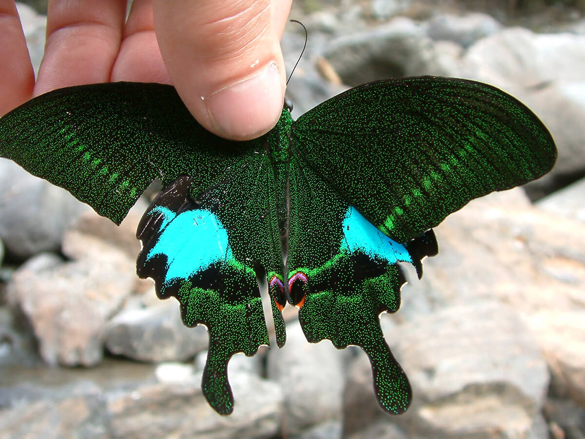 A green and blue swallowtail butterfly held on a pebble beach