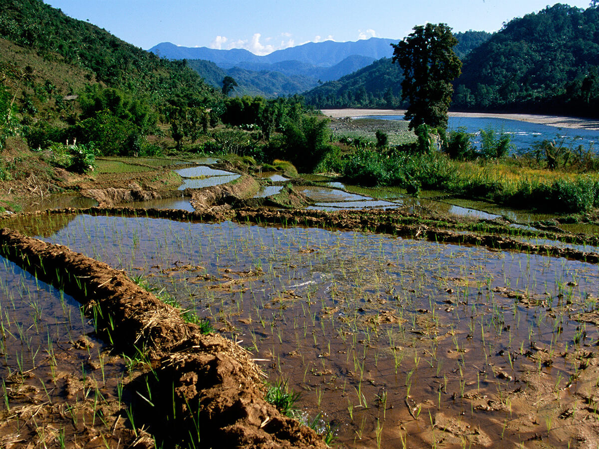 Flooded rice terraces above a river valley in central Arunachal