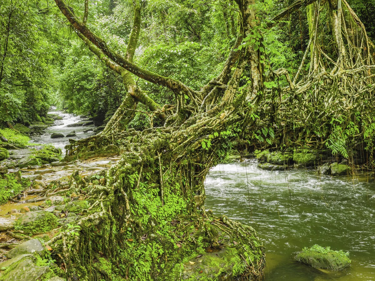 A living root bridge crossing a stream in thick Meghalaya forest