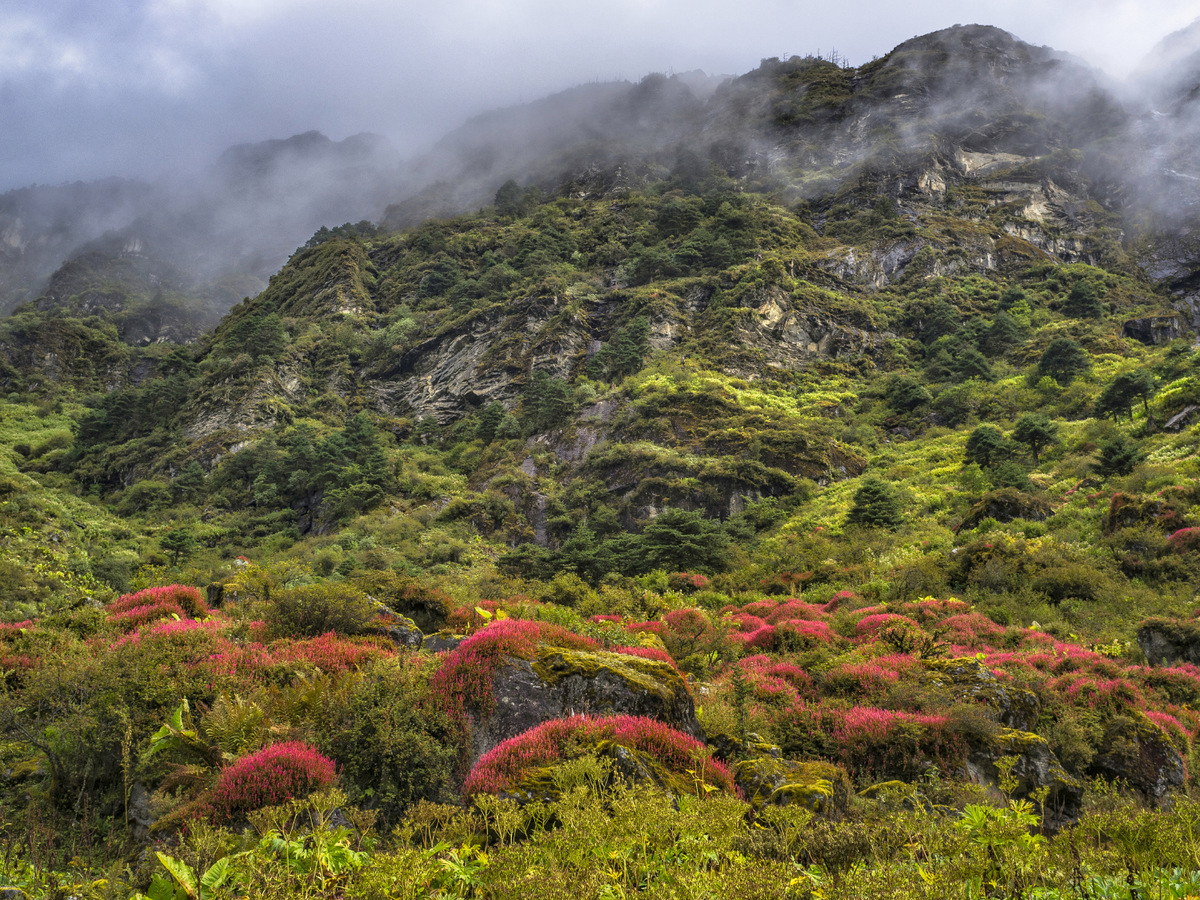 Hills covered in flowering rhododendron under mist