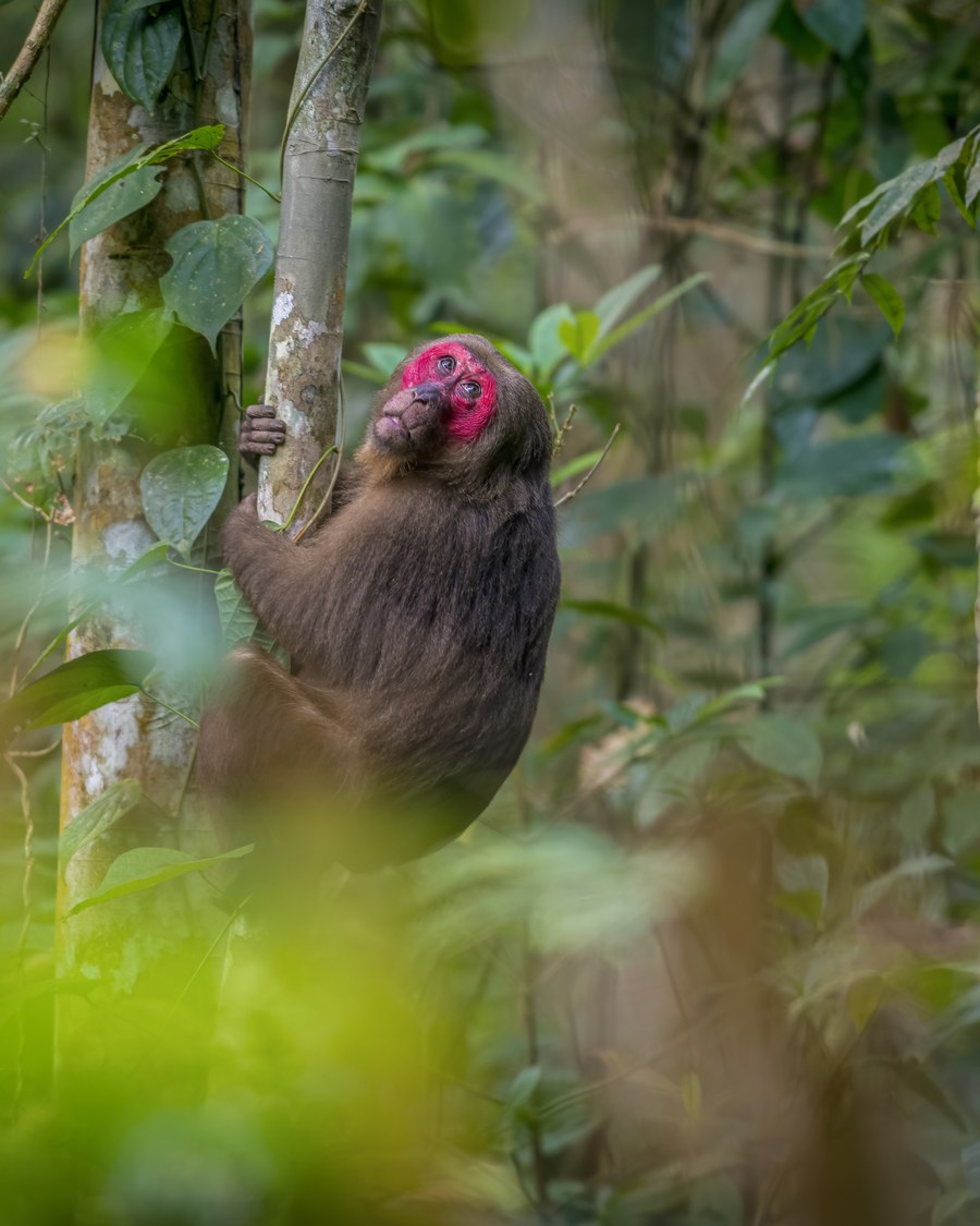 A stump-tailed macaque climbing a tree at Hoollongapar Gibbon Sanctuary