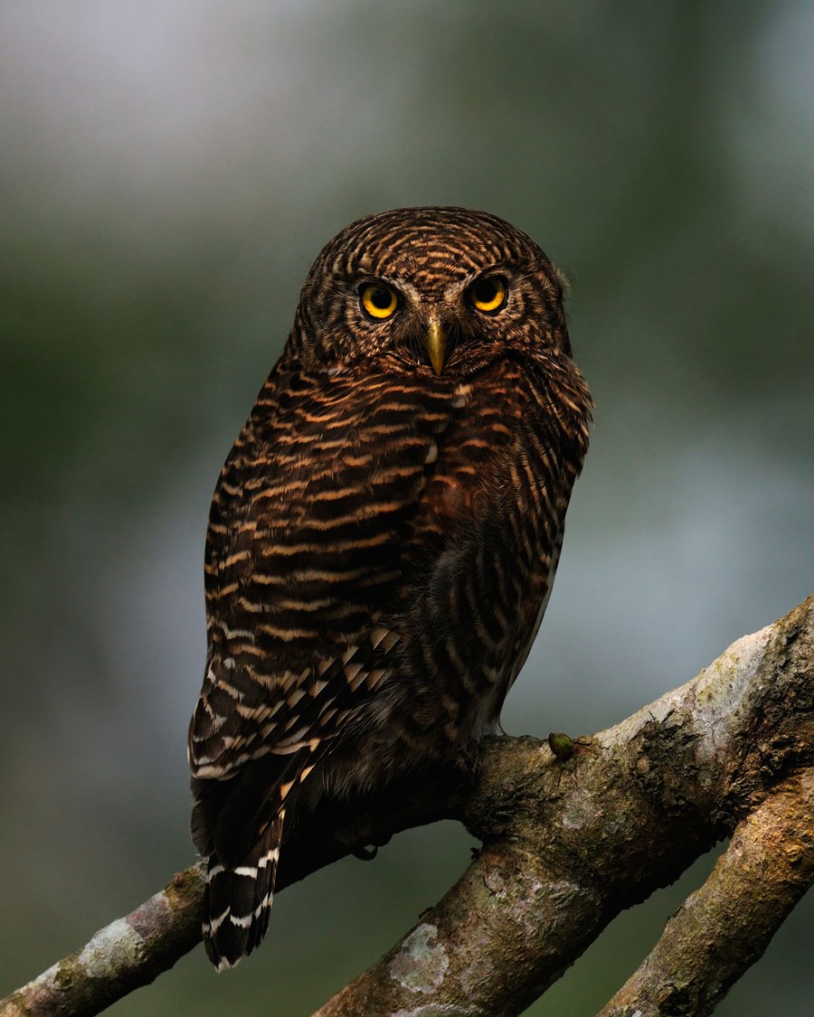 An owl perched on a bare branch