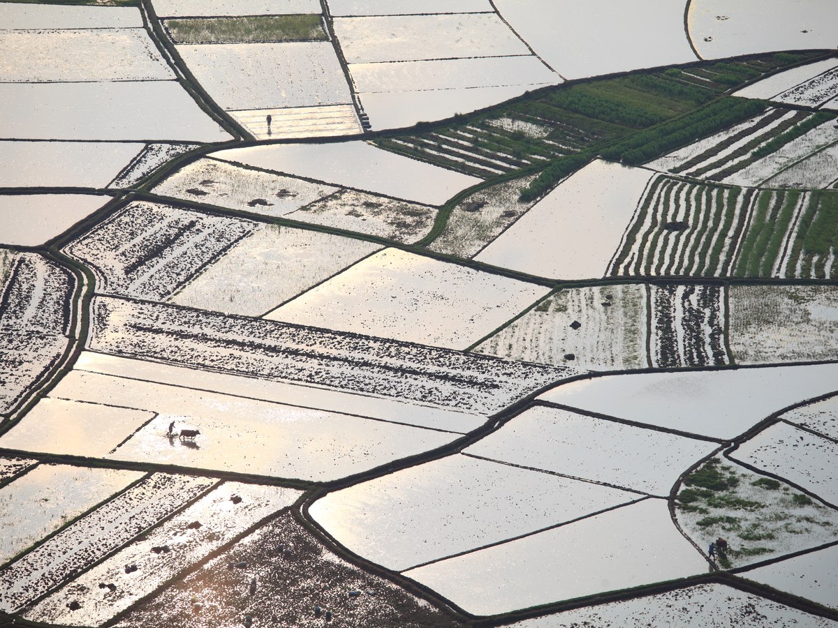 Paddy fields seen from the air
