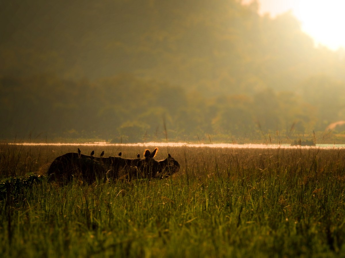 One-horned rhinos silhouetted in grassland at first light