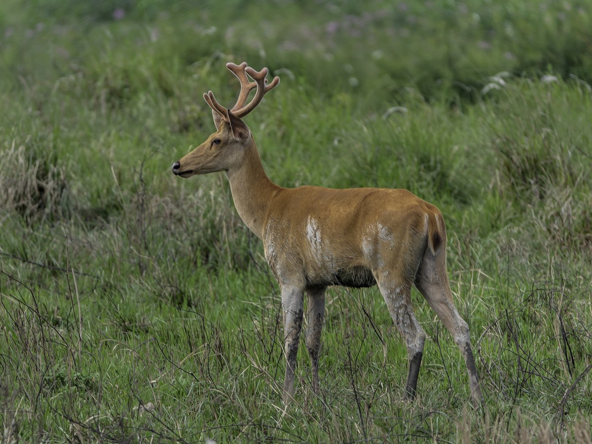 A swamp deer in the grasslands of Kaziranga