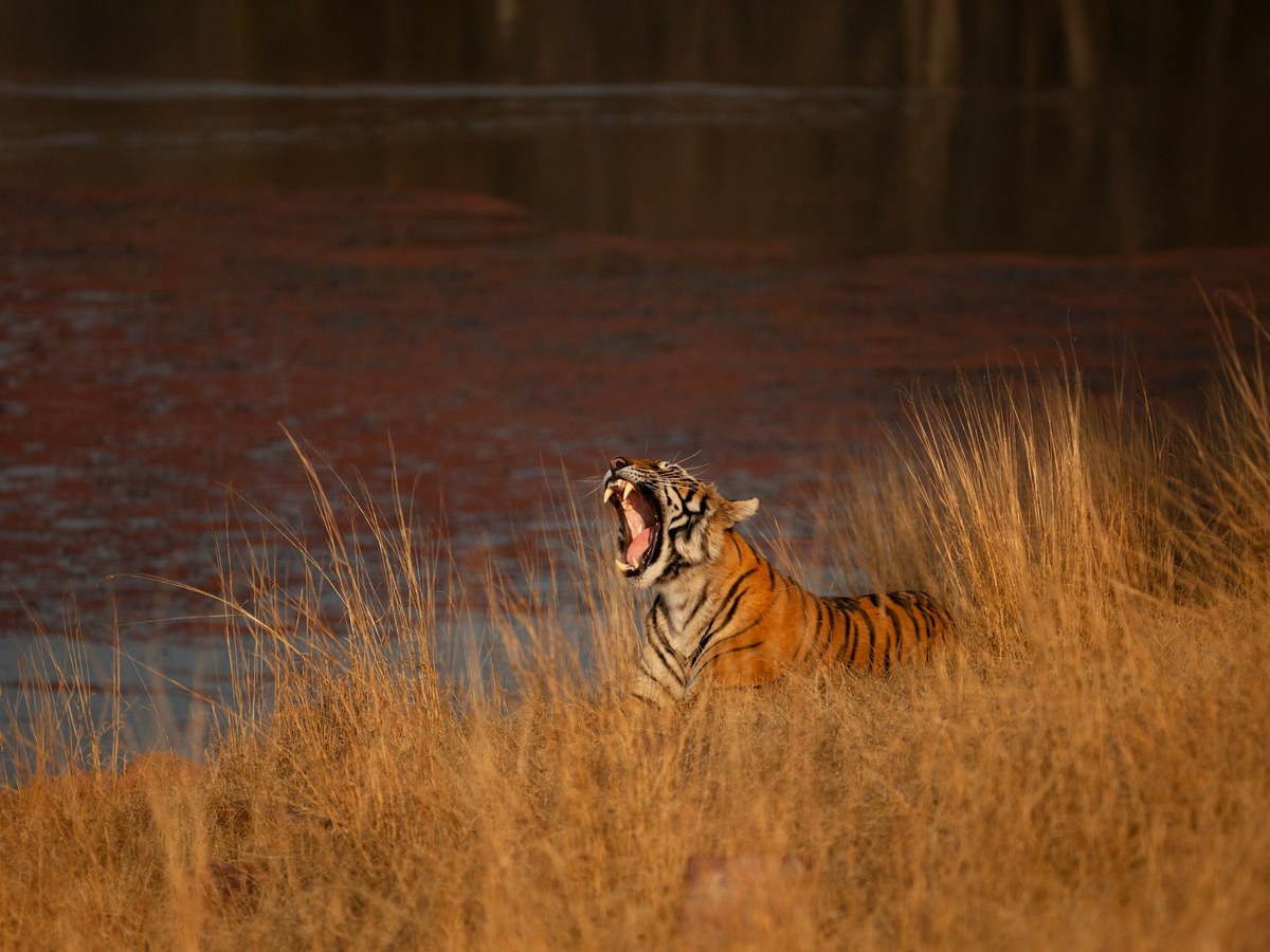 A tiger yawns in the tall grass beside water