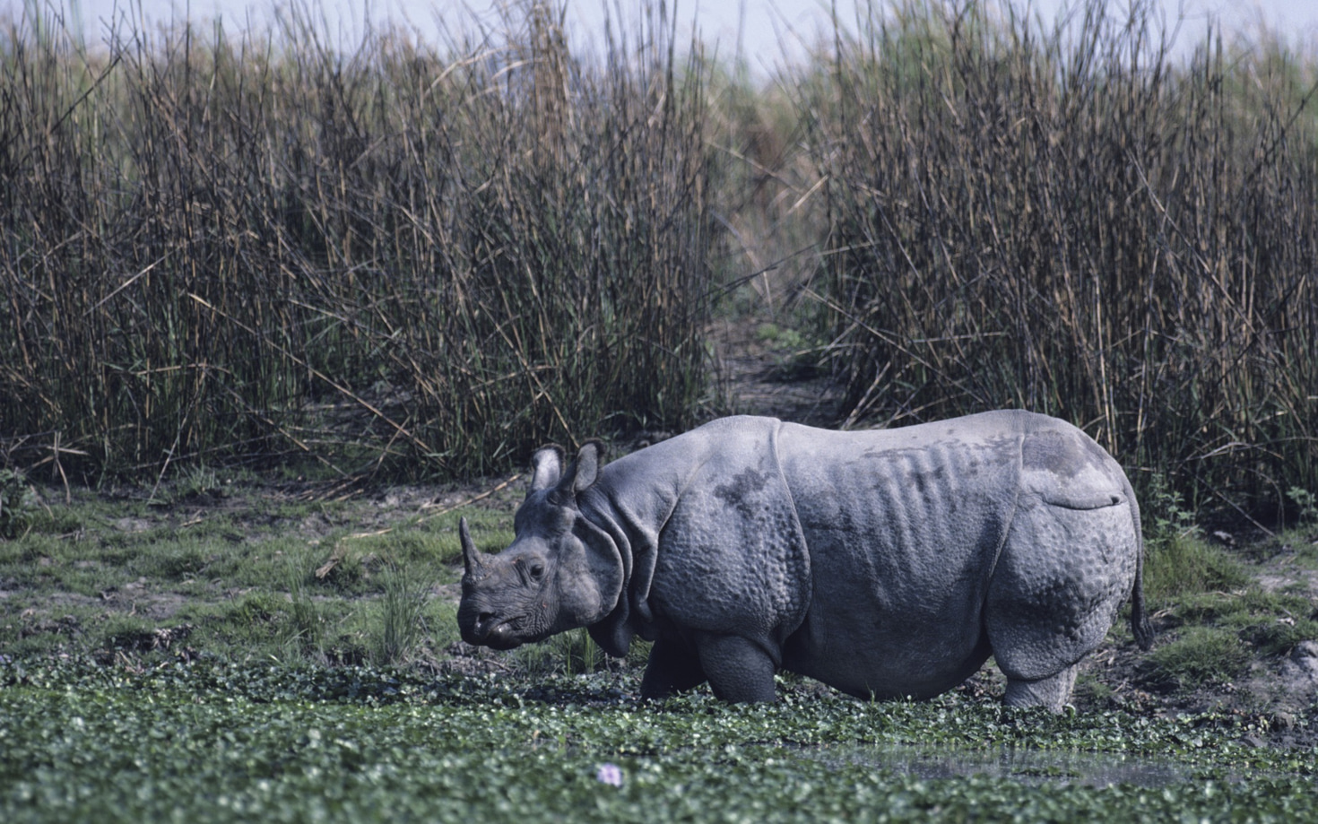 Wildlife Travel in the Assam Plains