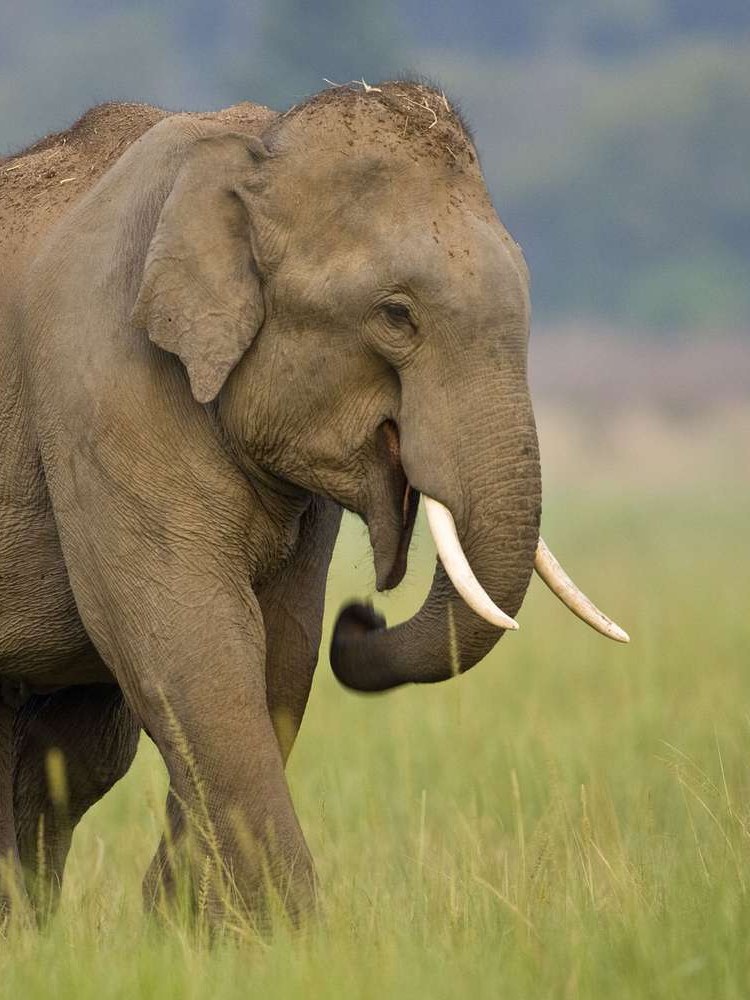 Asian Elephant