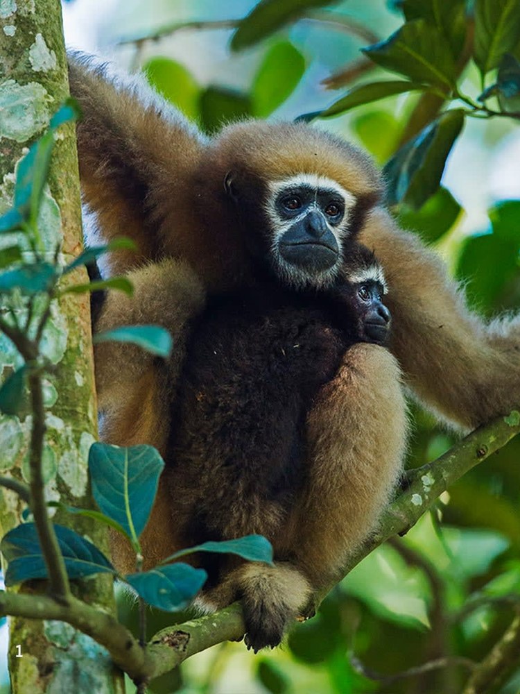 Western Hoolock Gibbon