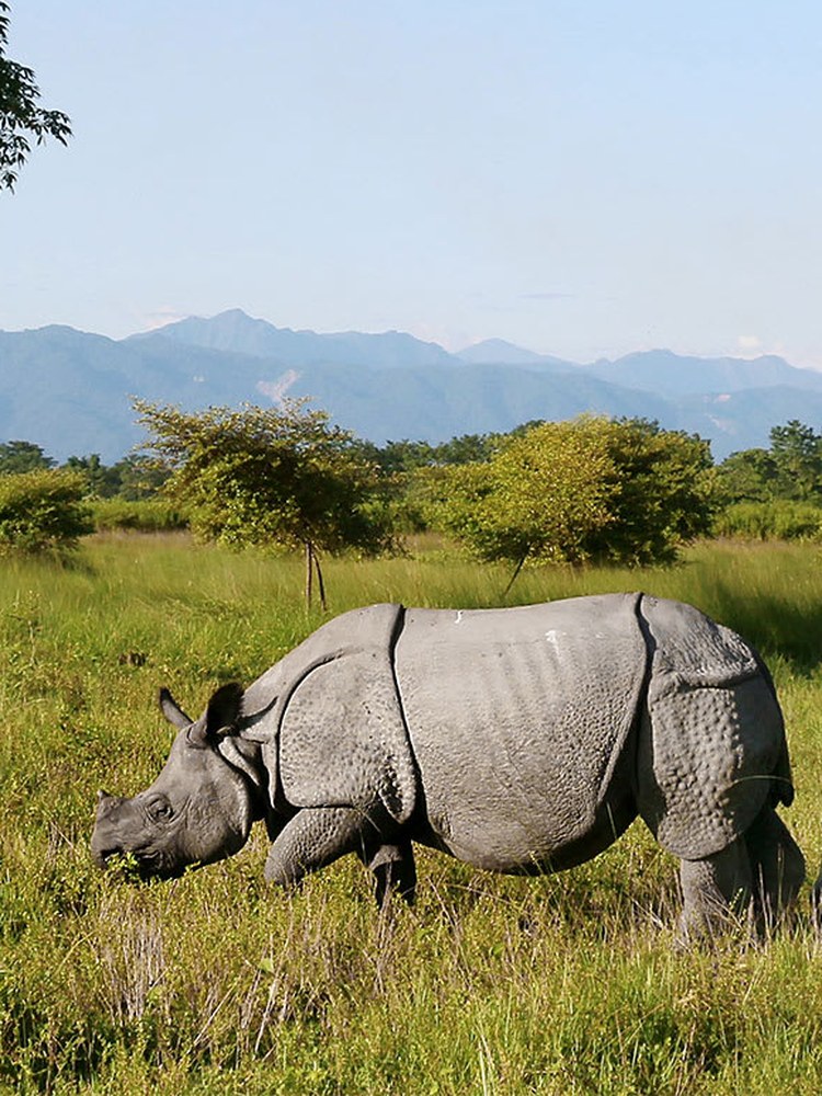 One-Horned Rhino