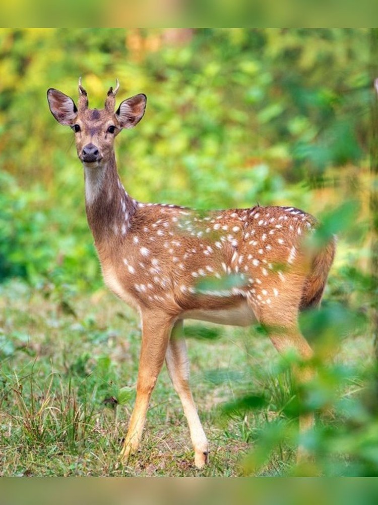 Spotted Deer