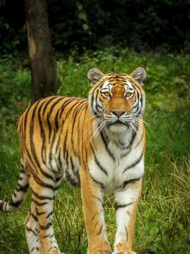 Bengal Tiger
