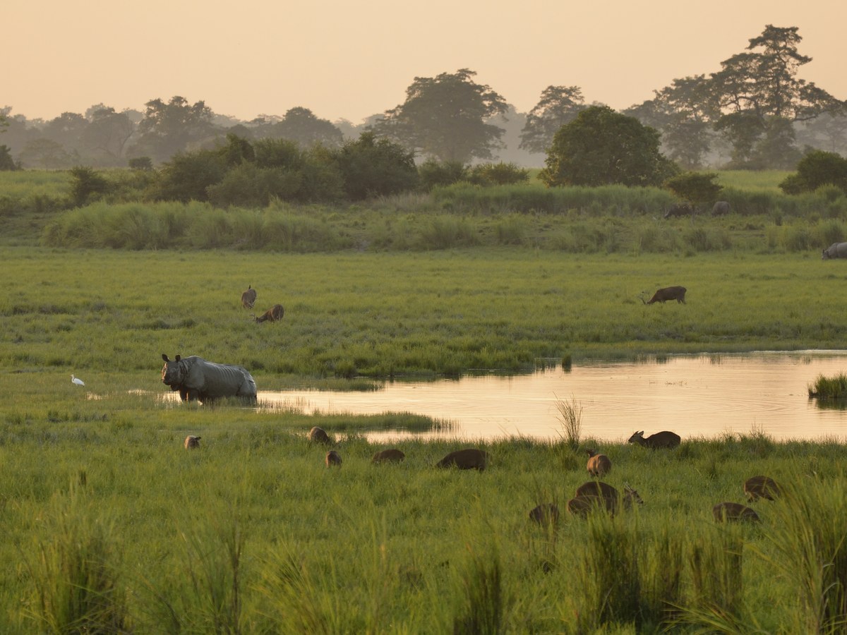 Rhinos and waterbirds in the wet grasslands of Kaziranga