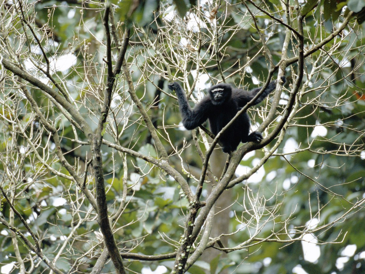 A capped langur in the forest canopy