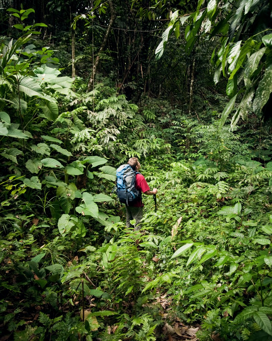 Trekking through the Namdapha rainforest