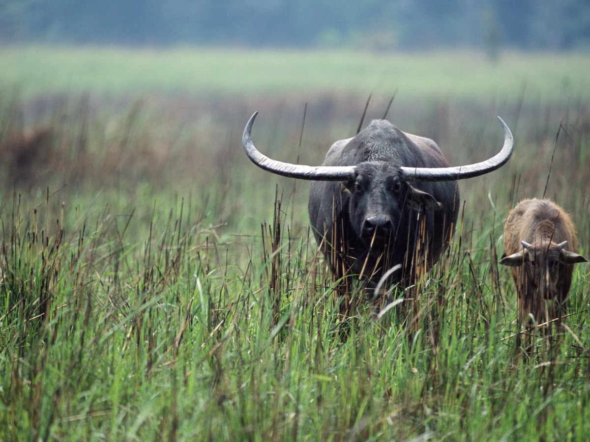 Wild water buffalo in the tall grass