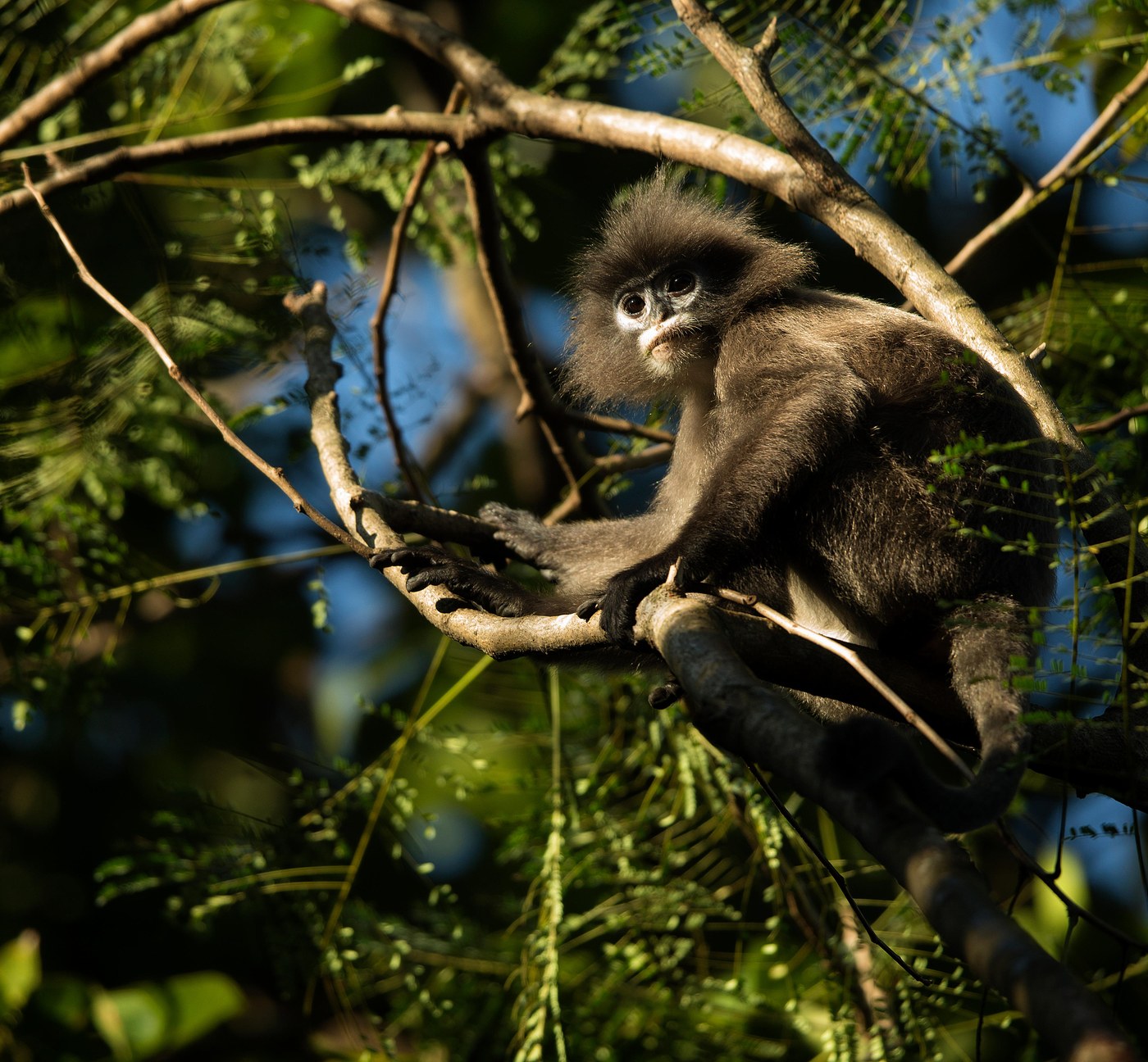 Wildlife in Tripura